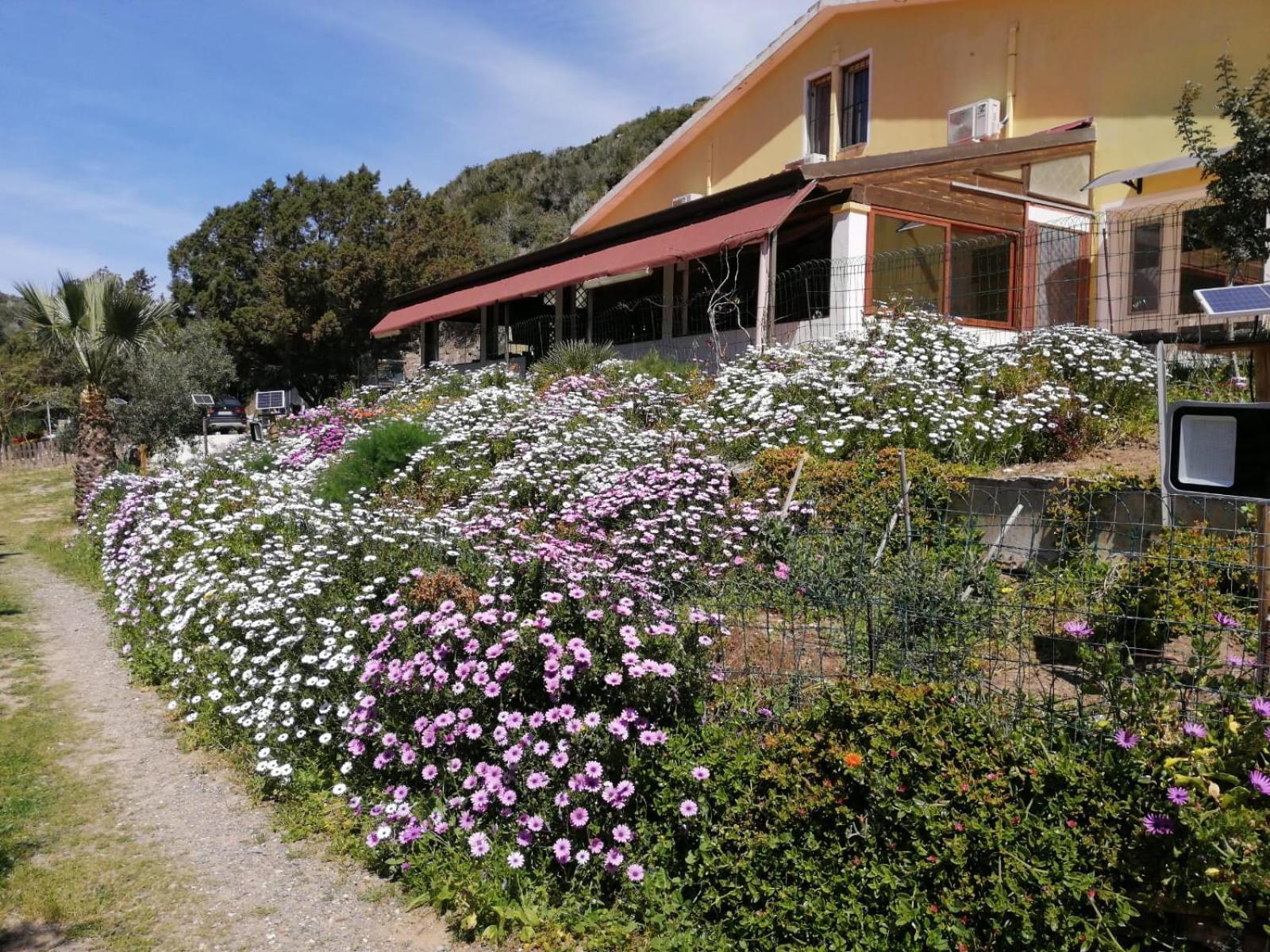 Il Lentischio Otel Cala Sapone Dış mekan fotoğraf